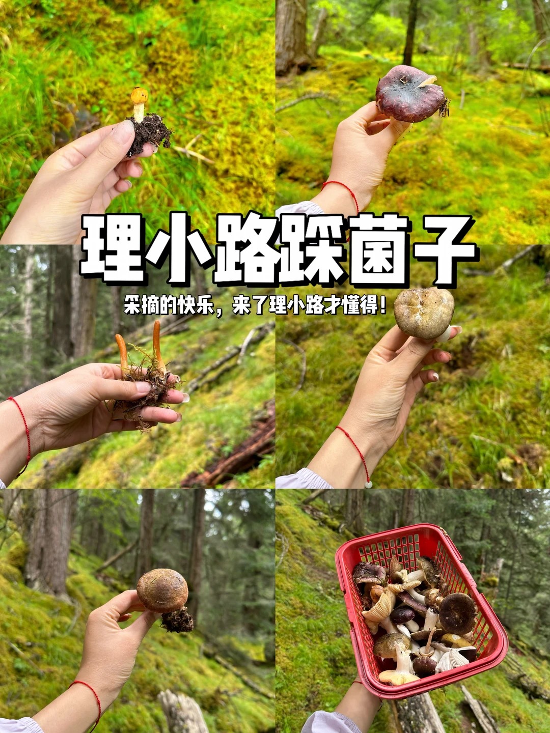 理小路风光